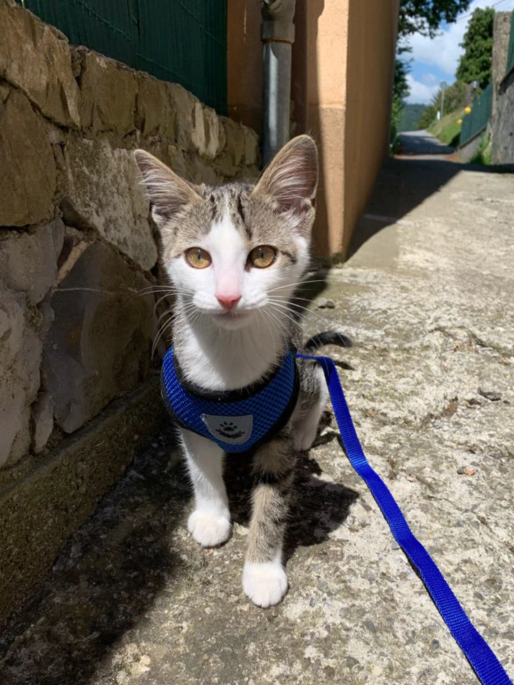 Cat Dog Pet Harness Reflective