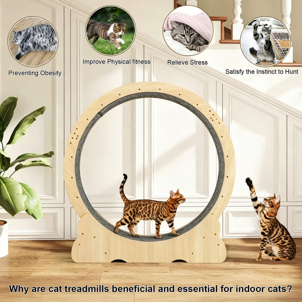 Large Cat Treadmill for Indoor Pets