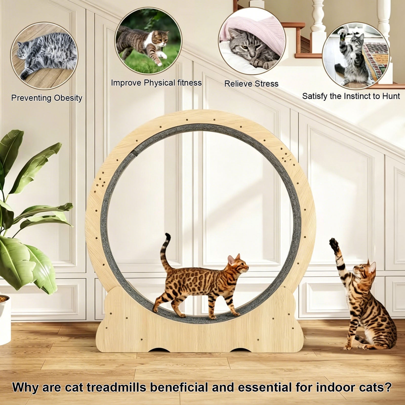 Large Cat Treadmill for Indoor Pets